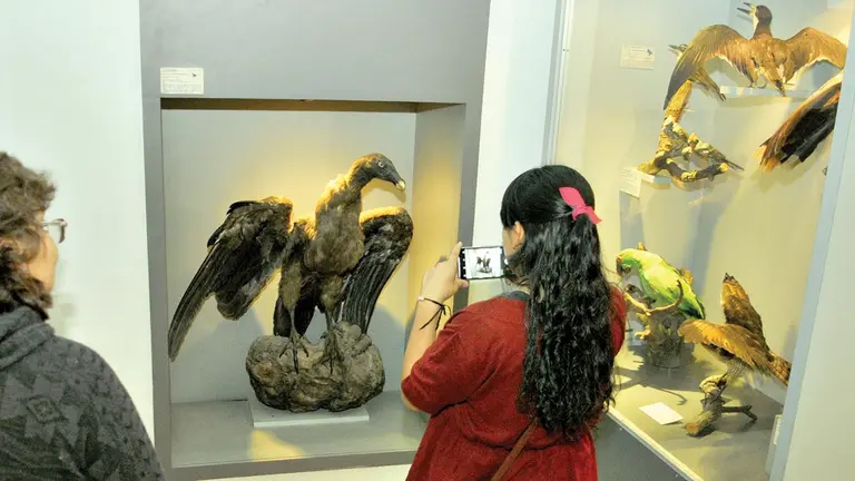 Una visitante toma fotografías de una de las especies que se conserva en el museo. NOÉ PORTUGAL