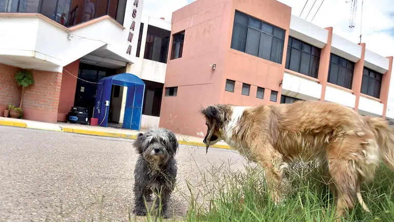 Perros deambulan por las instalaciones de ex Aasana. NOÉ PORTUGAL