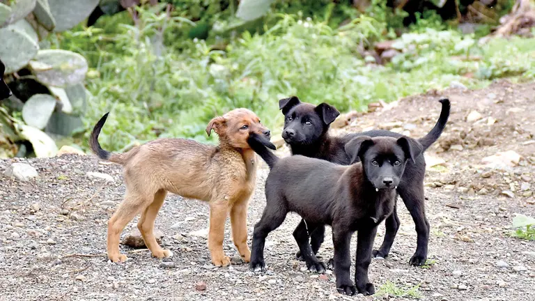 Algunos cachorros que deambulan por la colina San Sebastián. DICO SOLÍS