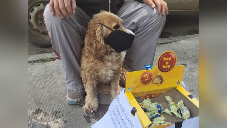 Can vende chocolates junto a su due&ntilde;o para pagar tratamiento. Facebook