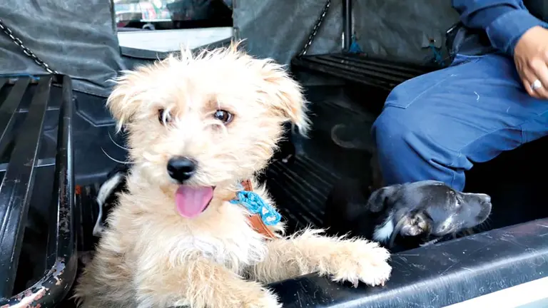 Cachorros rescatados son trasladados a Zoonosis en una camioneta oficial. CLAUDIO ROJAS
