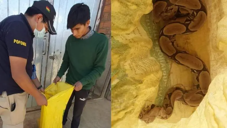 La serpiente hallada dentro de una bolsa de yute, en Cochabamba. POLIC&Iacute;A BOLIVIANA