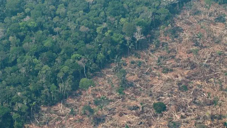Amazon&iacute;a brasile&ntilde;a.EFE