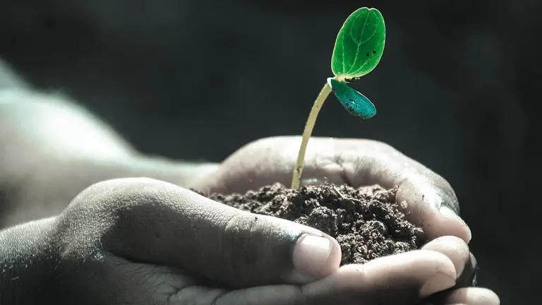 Proyecto mARTadero prepara jornada de forestaci&oacute;n para el domingo 20. / Foto: Pixabay