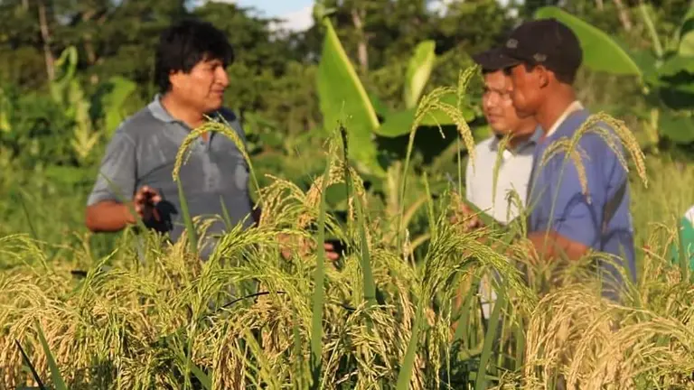 El expresidente Evo Morales, observando sus cultivos de arroz, en el Tr&oacute;pico. EVO MORALES AYMA