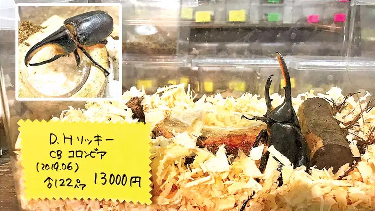 Un escarabajo rompefocos a la venta en una tienda de insectos en Osaka. FERNANDO GUERRA-EDUARDO FRANCO