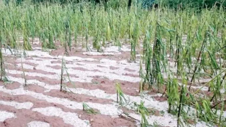 Cultivos de una comunidad de Cochabamba devastados por una granizada. CR&Eacute;DITO: ARCHIVO