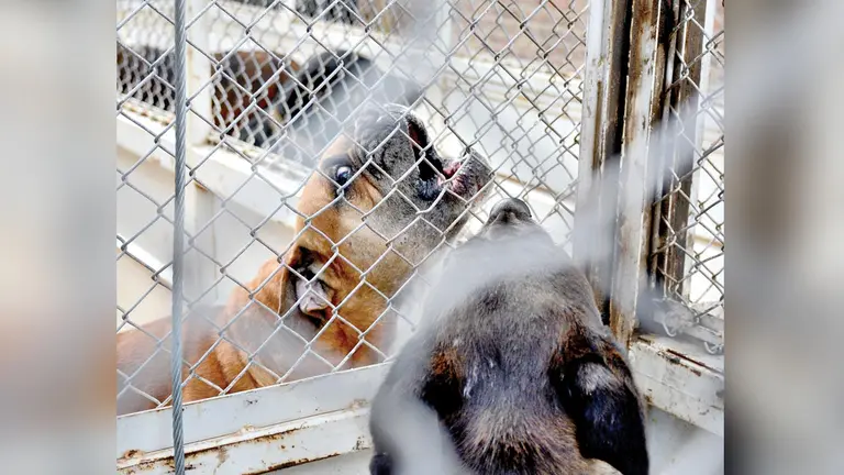 Dos perros capturados por Zoonosis. DICO SOLÍS