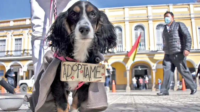 Un can en adopción en la plaza 14 de Septiembre.           DICO SOLÍS