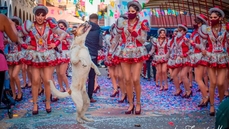 Can en el Carnaval de Oruro. JUAN FERNANDO MAMANI