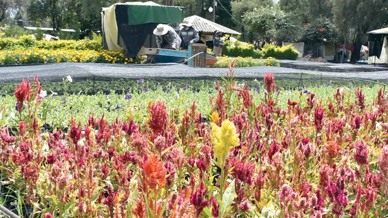 Flores que son resistentes a las bajas temperaturas.        RUBÉN RODRÍGUEZ