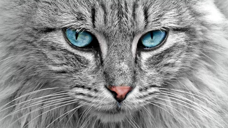 Fotograf&iacute;a de un felino. PIXABAY