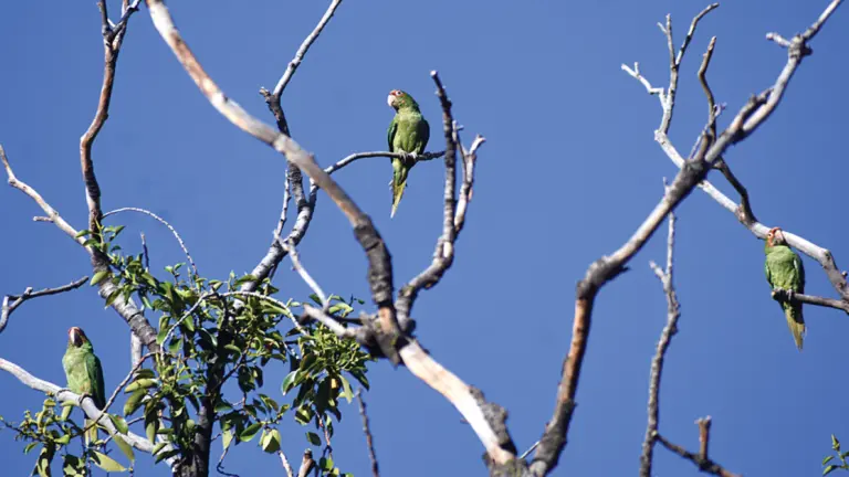 Un grupo de loros posa sobre un &aacute;rbol de la plaza que tiene algunas ramas secas.