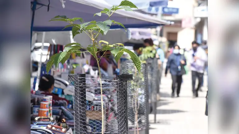 Un arbol que crece en el Casco Viejo de Cochabamba.  DICO SOLÍS