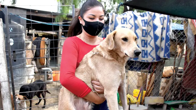 Un perro con cáncer que está refugiado en Gamaliel.  DICO SOLÍS