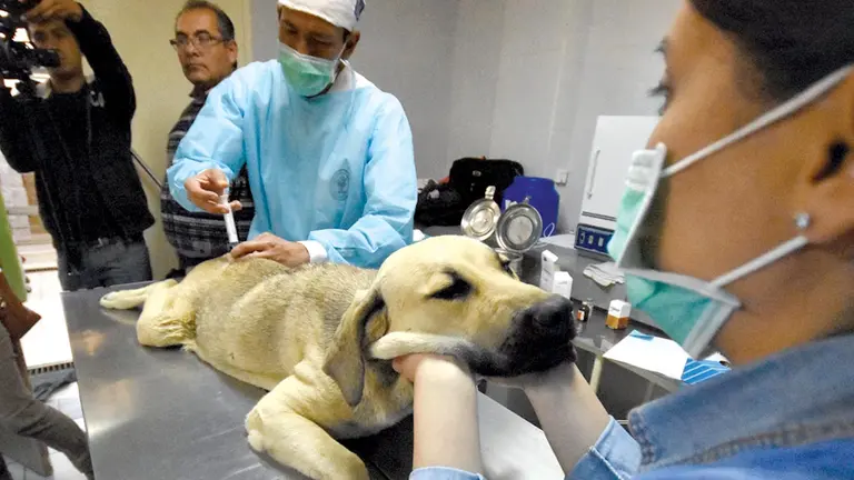 Un can es sedado antes de ser esterilizado, en una foto de archivo./ DICO SOLÍS