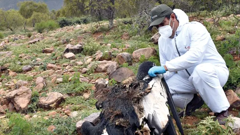 Un funcionario recoge el cadáver de un cóndor envenenado en Tarija. EFE