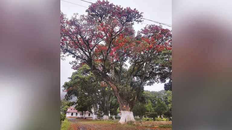 Los árboles centenarios en la plaza de Pocona. CORTESÍA