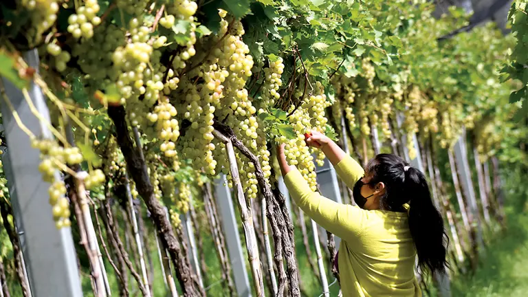 Una mujer cosecha uvas de parrales de Sipe Sipe.	       DICO SOL&Iacute;S