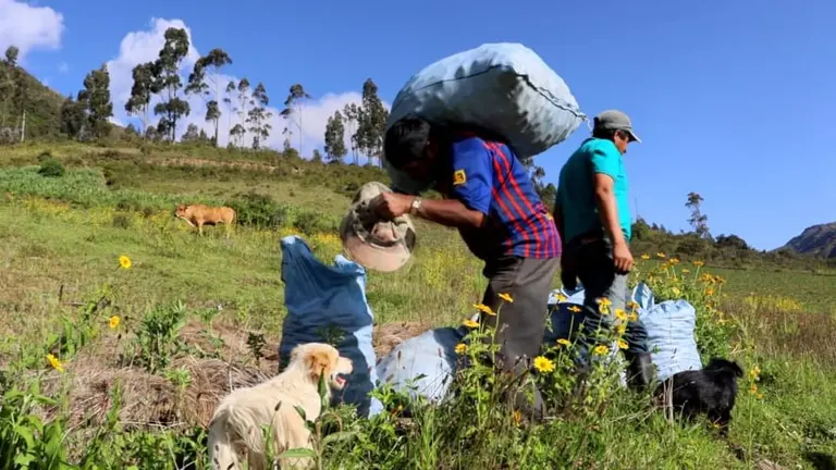 Comunarios productores de papa, en Morochata, se concentran en la cosecha. LUIS MAMANI DELGADO