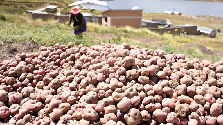 Una productora de papa trabaja en su terreno. DICO SOLÍS