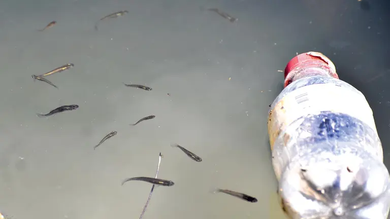 Peces nadan en medio de una botella plástica. DICO SOLÍS