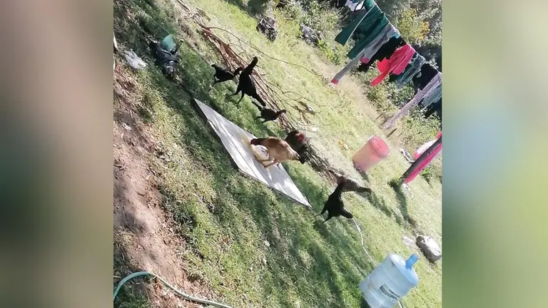 Aves de Tiquipaya comen maíz que contiene la dosis contra el mal de Newcastle. Zoonosis y Sanidad Animal de Tiquipaya