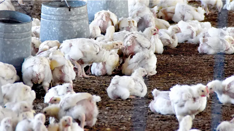 Pollos en un galp&oacute;n de una granja en Cochabamba./ Dico Sol&iacute;s