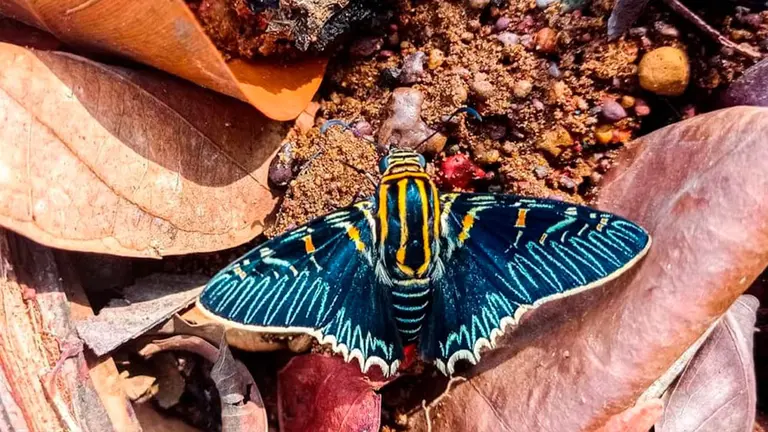 Fotograf&iacute;a de la mariposa./ Foto: Mart&iacute;n Apaza WCS