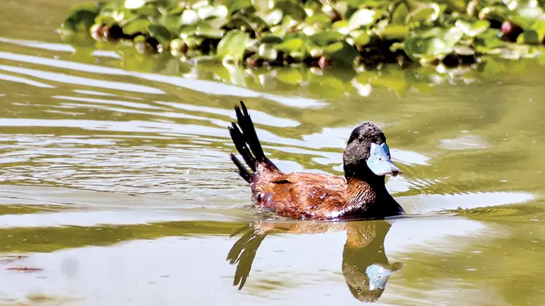 Un pato en la laguna de Coña Coña.      DICO SOLÍS