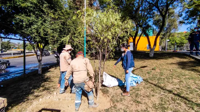 La plantaci&oacute;n de molles en el Parque de la Familia. ALCALD&Iacute;A DE COCHABAMBA