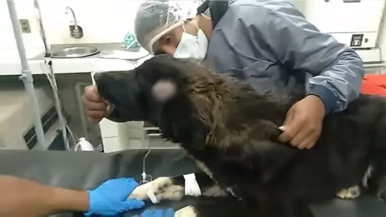 Jackson recibe atenci&oacute;n veterinaria en Zoonosis. CAPTURA DE VIDEO