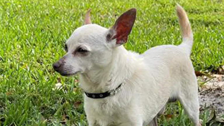 Chihuahua. EFE