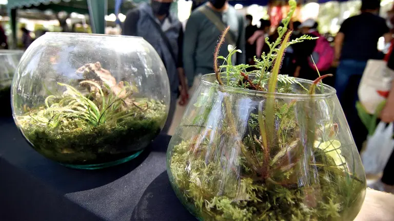 Las plantas carnívoras que son reproducidas por un equipo de estudiantes de Agronomía de la UMSS.            DICO SOLÍS