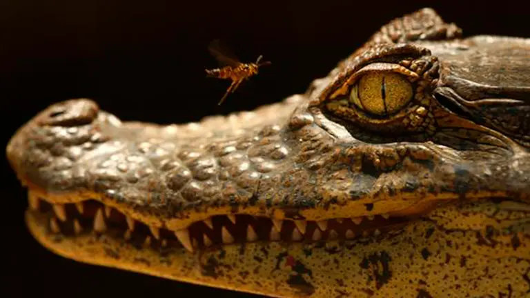 Lagarto