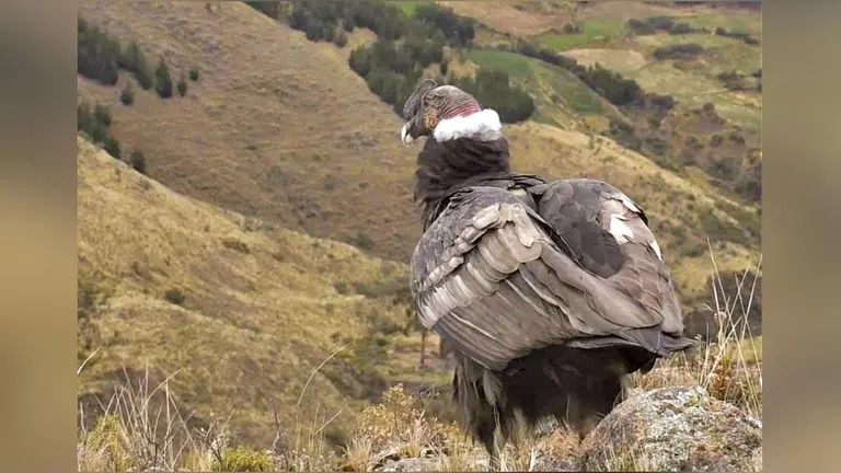  El cóndor Inti antes de su liberación en el Parque Nacional Tunari.  GOBERNACIÓN
