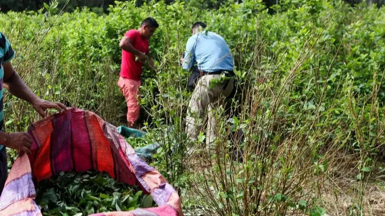 Imagen referencial de los cultivos de hoja de coca en Venezuela. EL COLOMBIANO