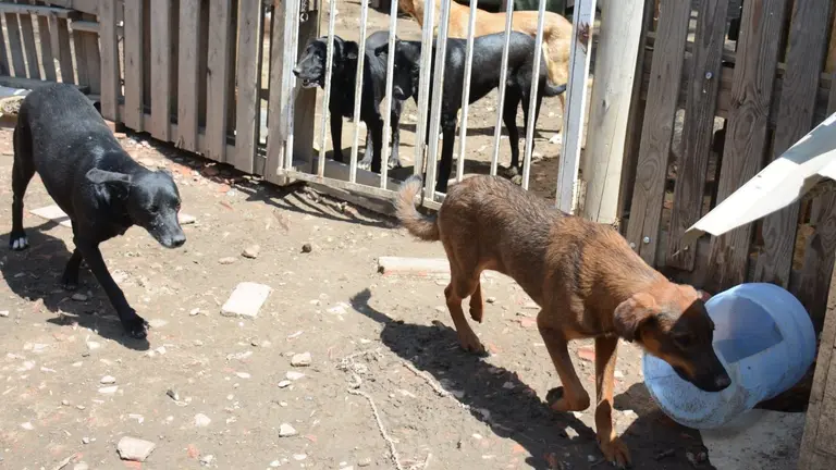 Perros callejeros en el refugio Gamaliel./ DICO SOL&Iacute;S