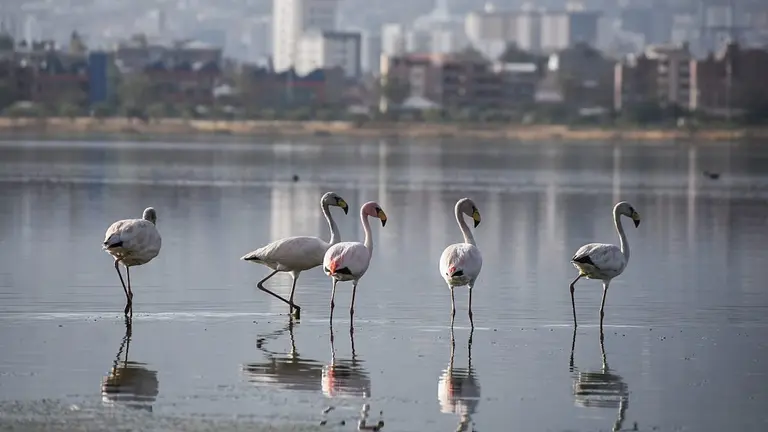 Varios flamencos en la laguna Alalay. Dico Sol&iacute;s.