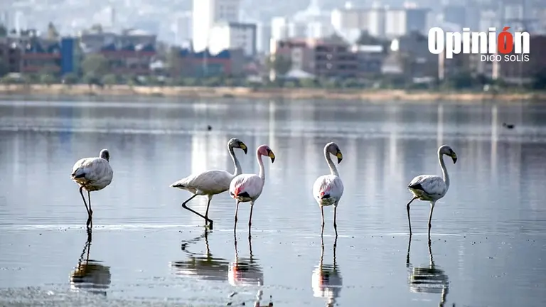 Flamencos apostados en la laguna Alalay. DICO SOLÍS