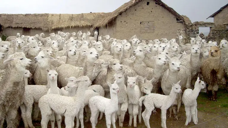 Fotografía de archivo en la que se registró un rebaño de crías de alpacas, en Puno (Perú). EFE