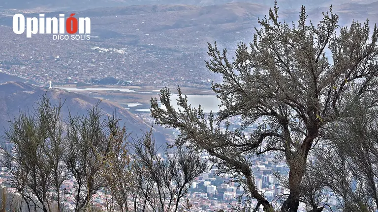 Plantas nativas que crecen en el Parque Nacional Tunari. DICO SOLÍS