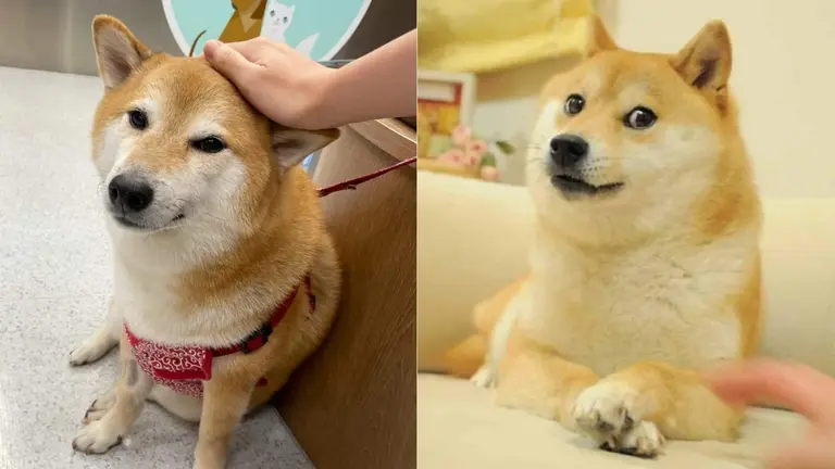 El perrito Cheems y el meme del mismo.