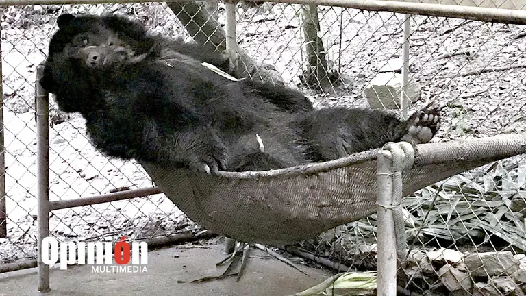 Ajayu descansa en su hamaca en el centro de custodia Senda Verde. Karen Carrillo Florero