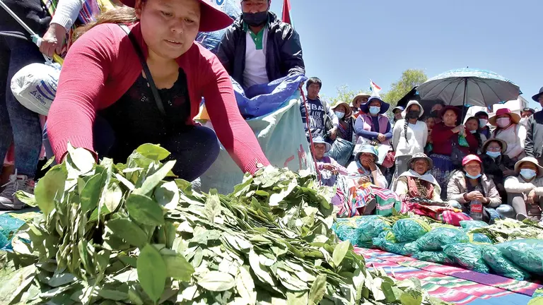 Comerciantes alistan hojas de coca para su venta. APG