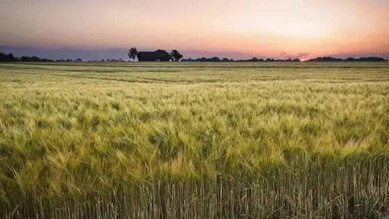 Una imagen que refiere a la producci&oacute;n de cereales en Bolivia. PIXABAY