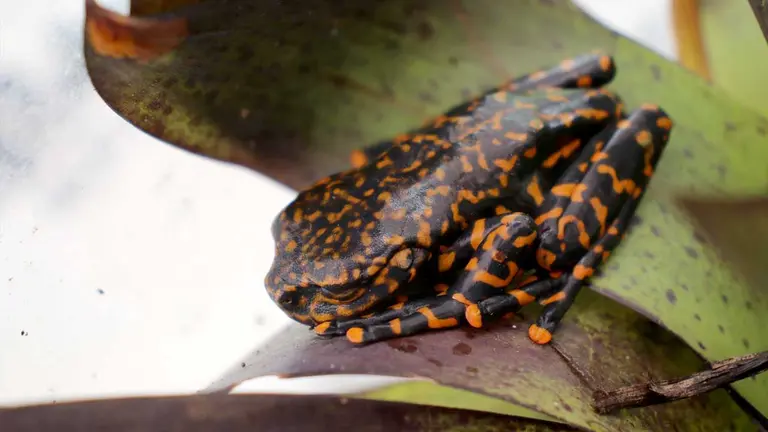 Fotografía cedida por el ministerio de Ambiente de Ecuador que muestra una nueva especie de rana, en la ciudad de Baños de Agua Santa Ecuador. EFE