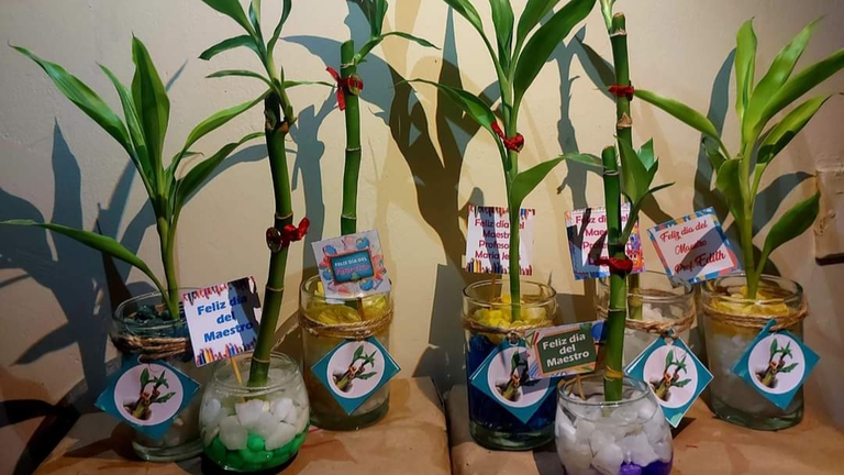 Las plantas de bamb&uacute;es y suculentas ofertadas por el D&iacute;a del Maestro. ANDREA ACHU