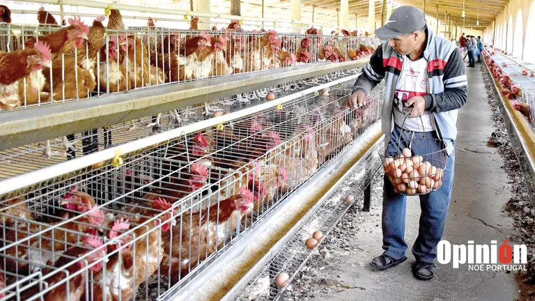 El propietario recoge huevos de ponedoras en su granja. NOÉ PORTUGAL