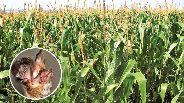 La presencia de murciélagos en Capinota permite mejores cosechas de maíz. JAZMÍN QUIROZ-ALAMY